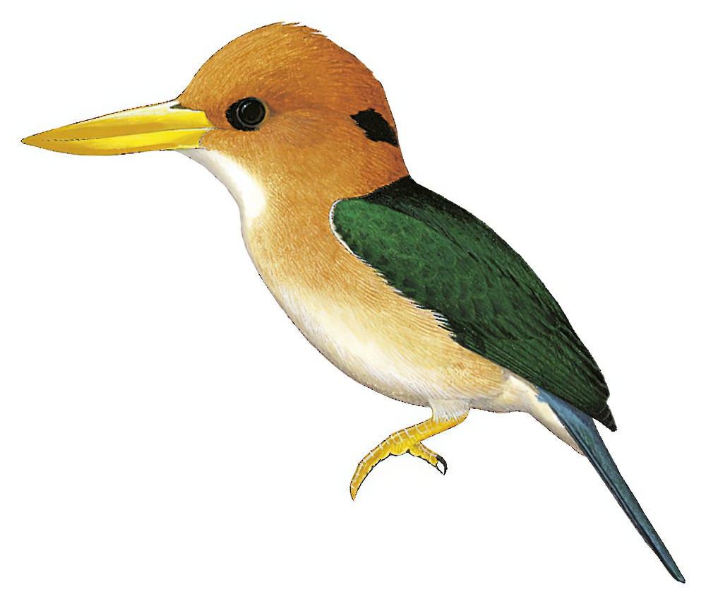 Yellow-billed Kingfisher / Syma torotoro