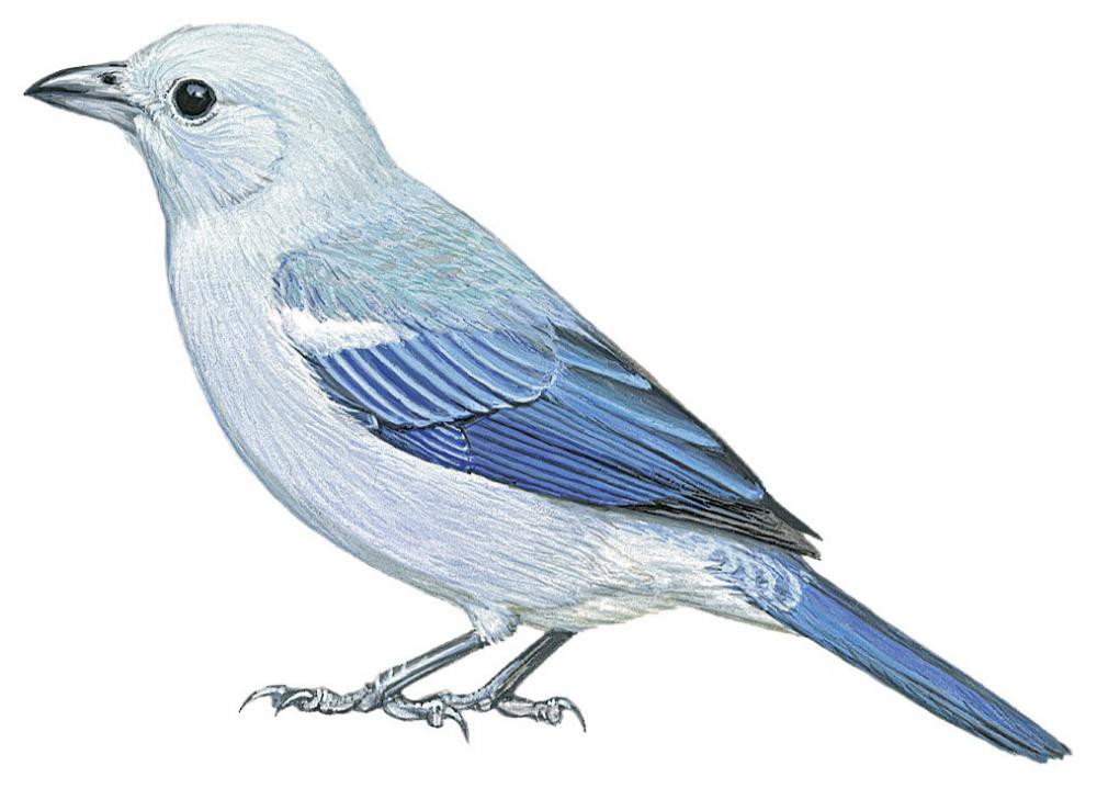 Blue-gray Tanager / Thraupis episcopus