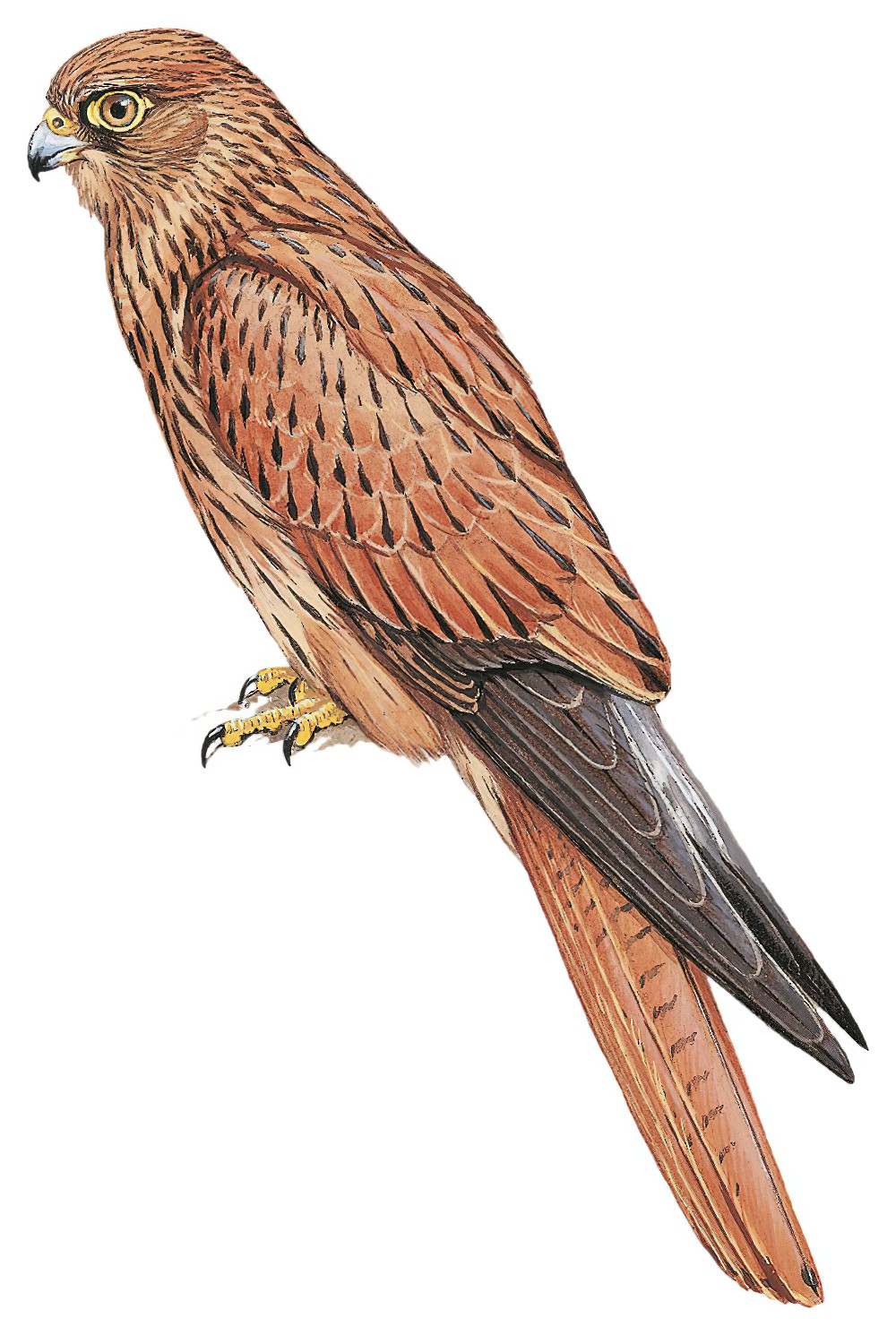 Fox Kestrel / Falco alopex