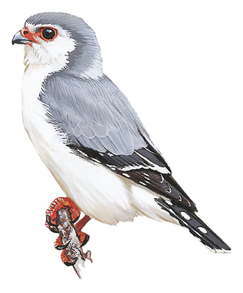 Pygmy Falcon / Polihierax semitorquatus