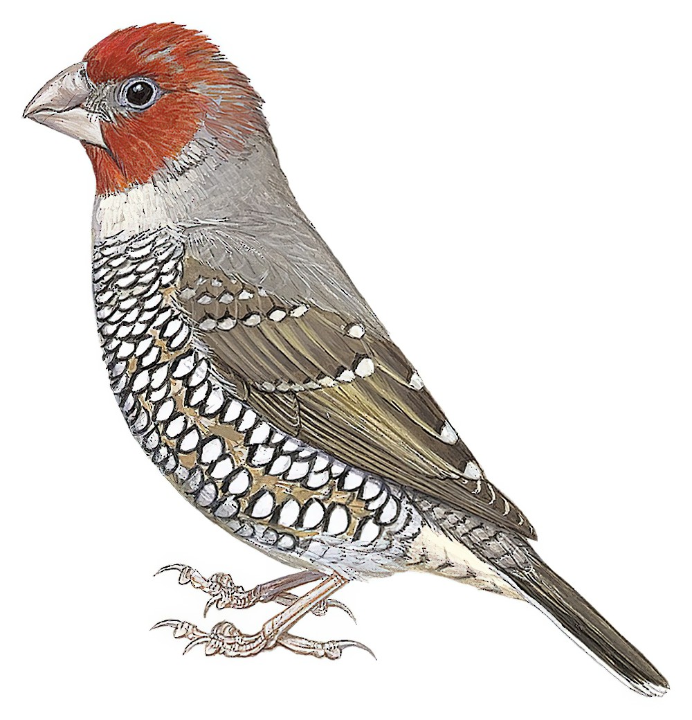 Red-headed Finch / Amadina erythrocephala