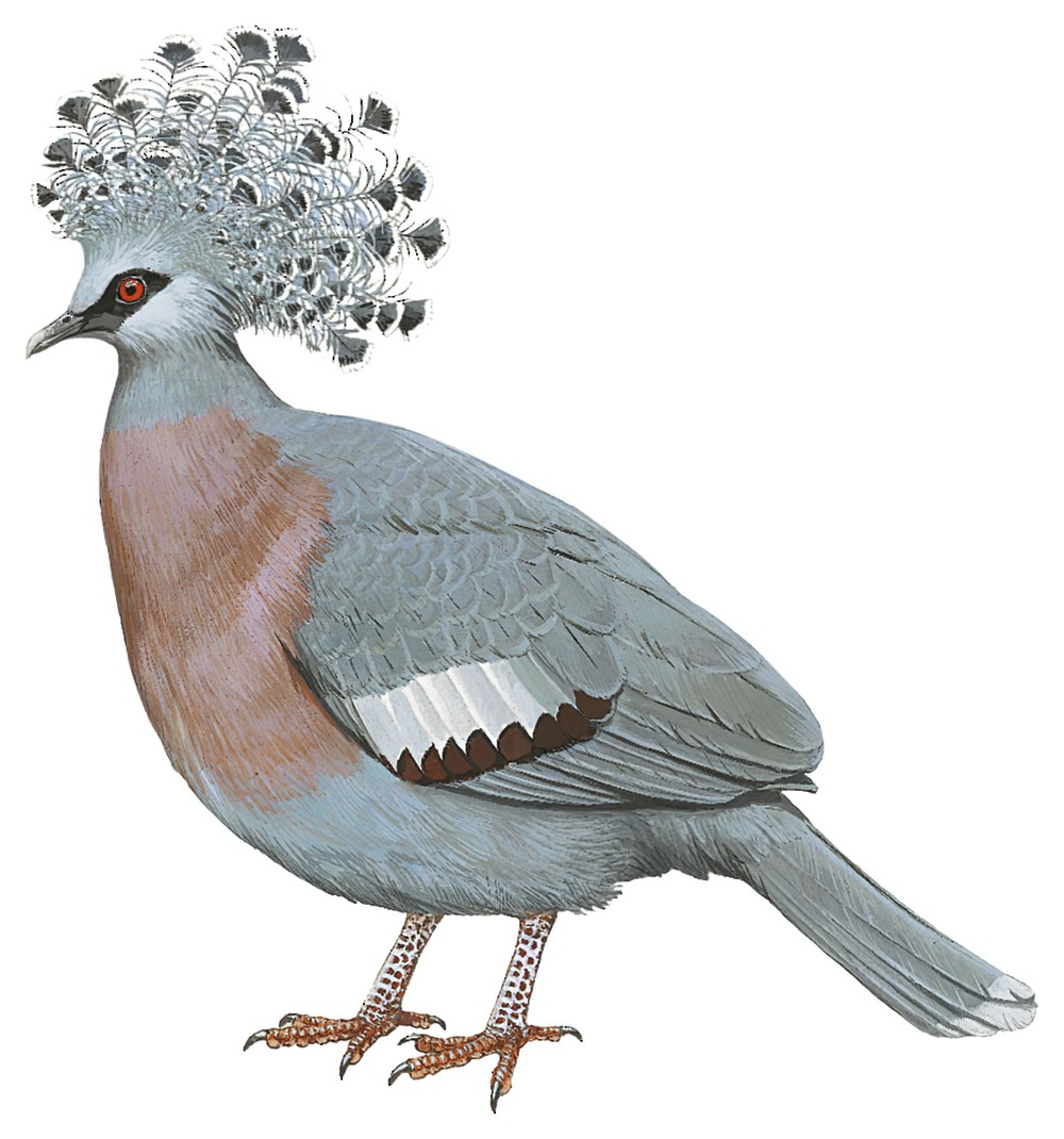 Victoria Crowned-Pigeon / Goura victoria