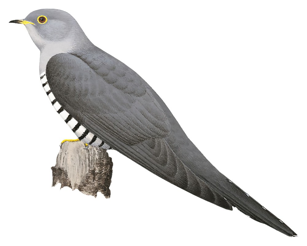 Madagascar Cuckoo / Cuculus rochii