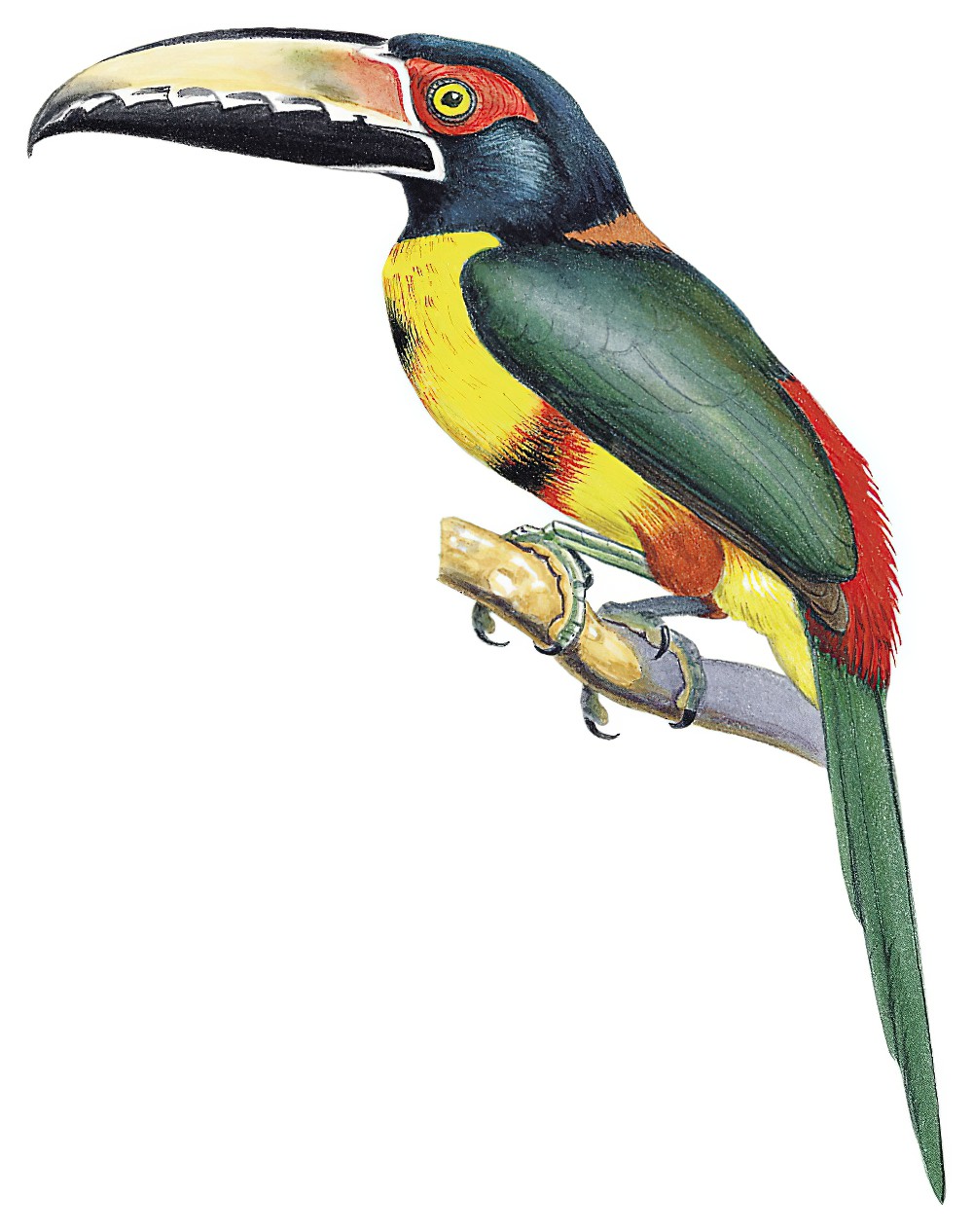 Collared Aracari / Pteroglossus torquatus