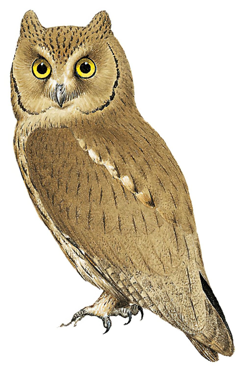 Pallid Scops-Owl / Otus brucei