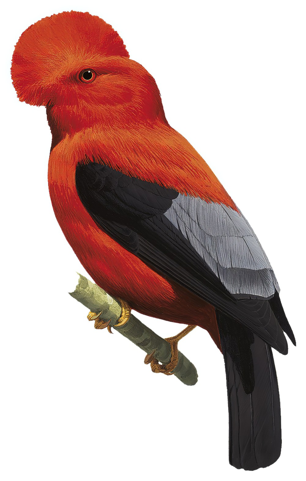 Andean Cock-of-the-rock / Rupicola peruvianus