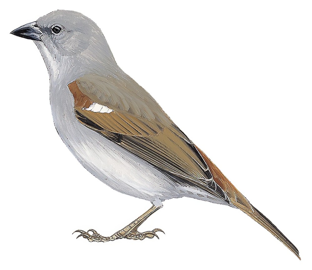Swainson\'s Sparrow / Passer swainsonii