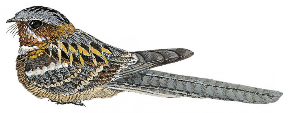 Long-tailed Nightjar / Caprimulgus climacurus