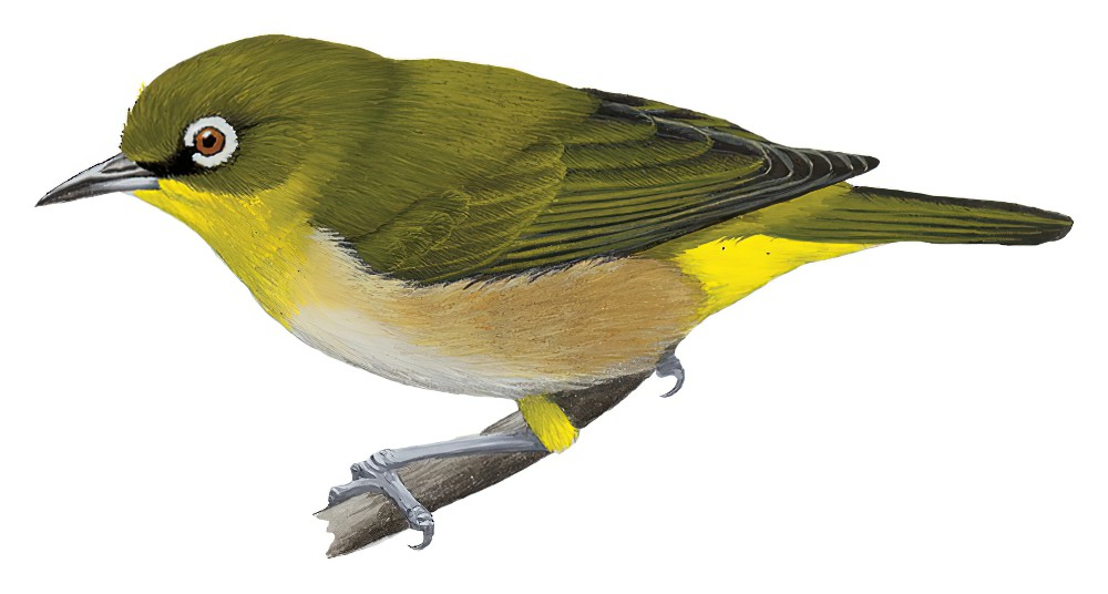 Warbling White-eye / Zosterops japonicus