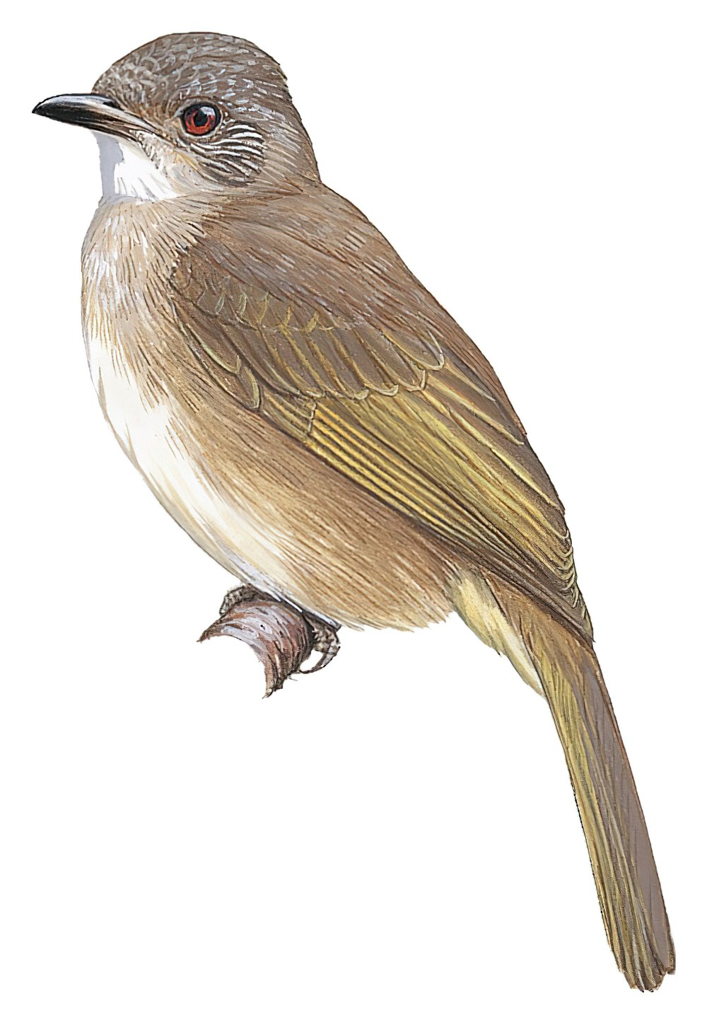 Ashy-fronted Bulbul / Pycnonotus cinereifrons