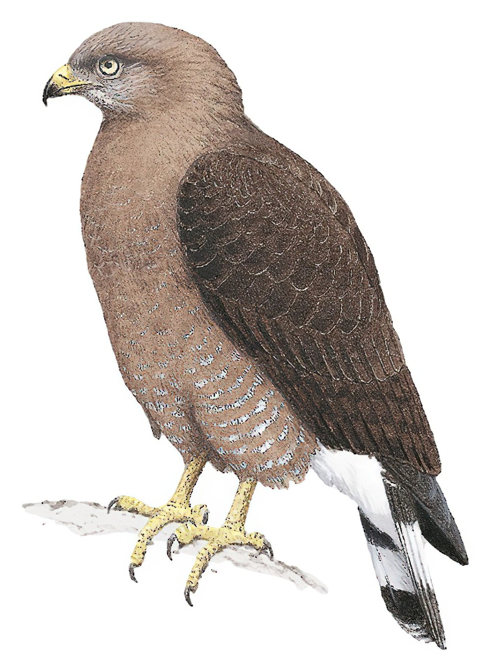 Banded Snake-Eagle / Circaetus cinerascens