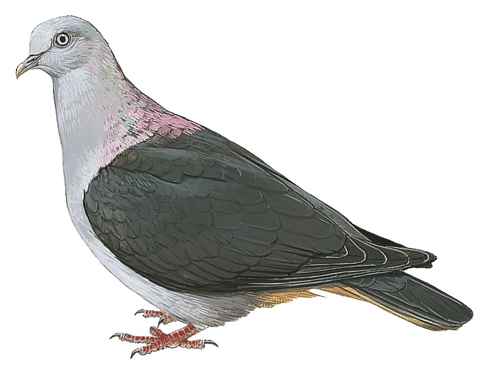 Sao Tome Pigeon / Columba malherbii