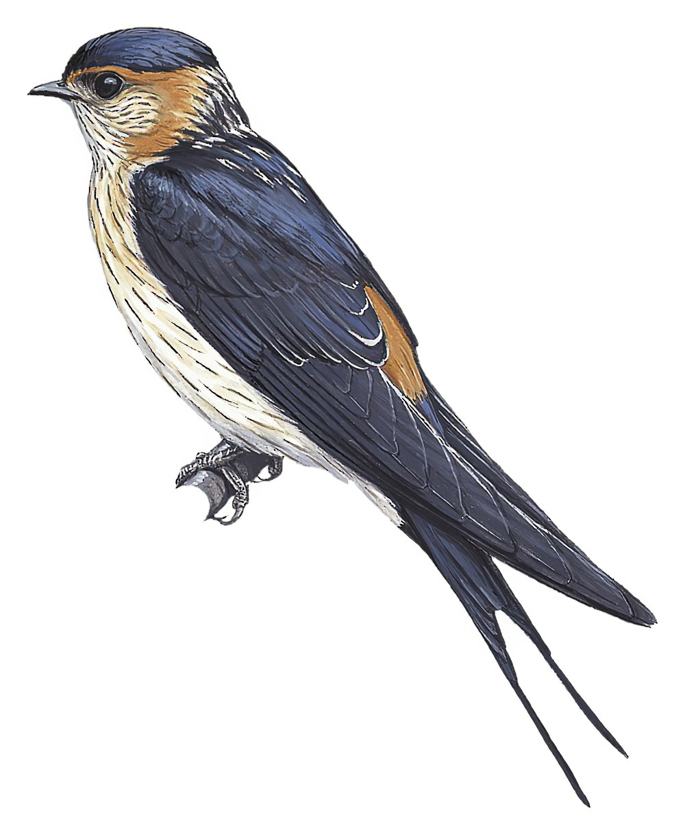 Red-rumped Swallow / Cecropis daurica