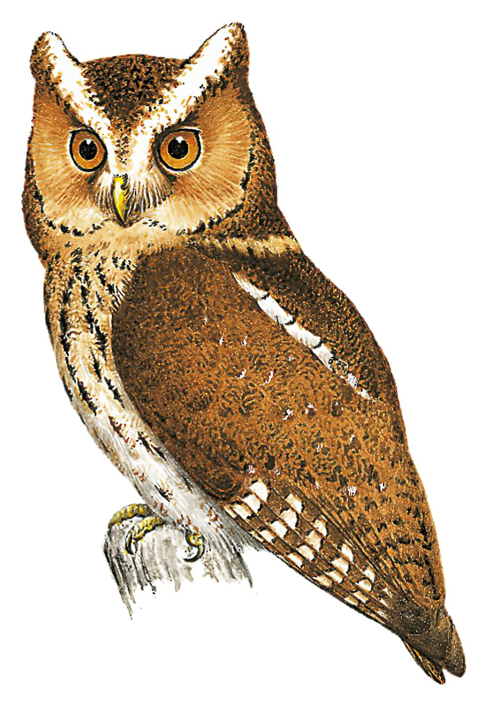 Javan Scops-Owl / Otus angelinae