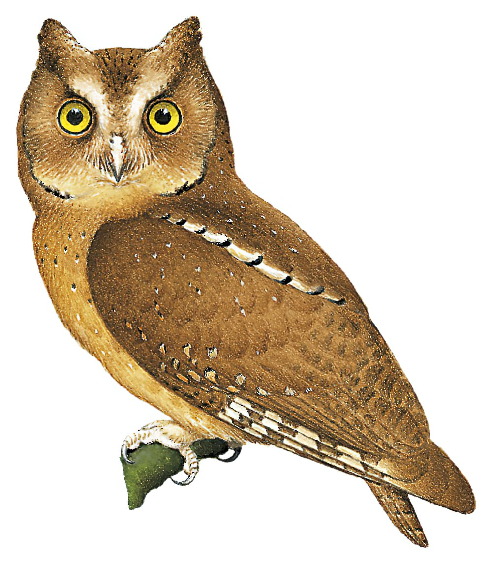 Sandy Scops-Owl / Otus icterorhynchus