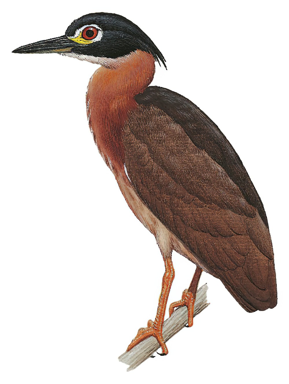 White-backed Night-Heron / Gorsachius leuconotus