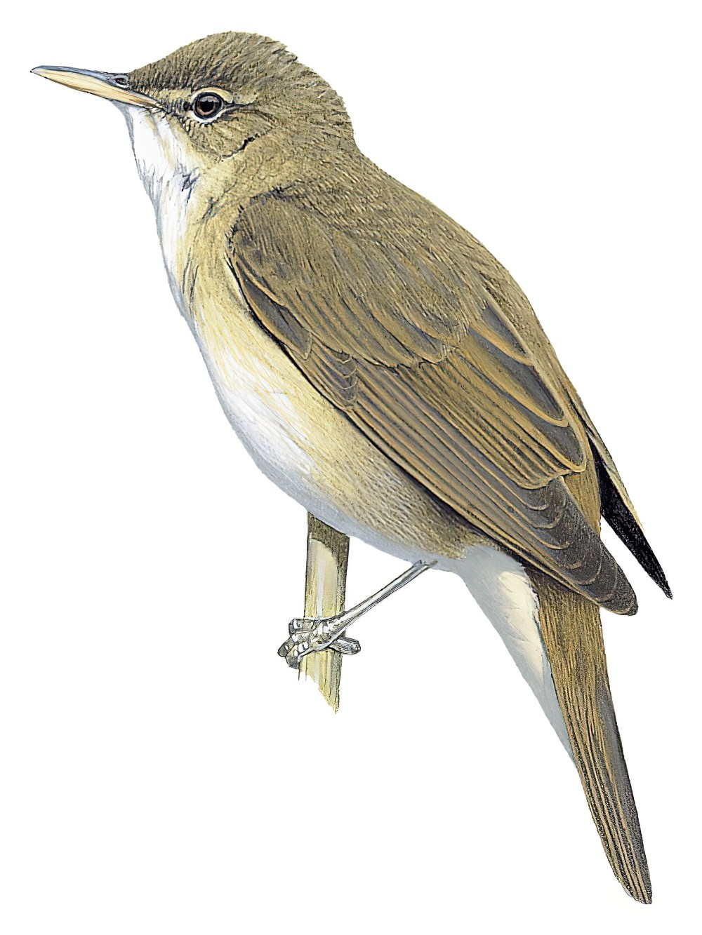 Eurasian Reed Warbler / Acrocephalus scirpaceus
