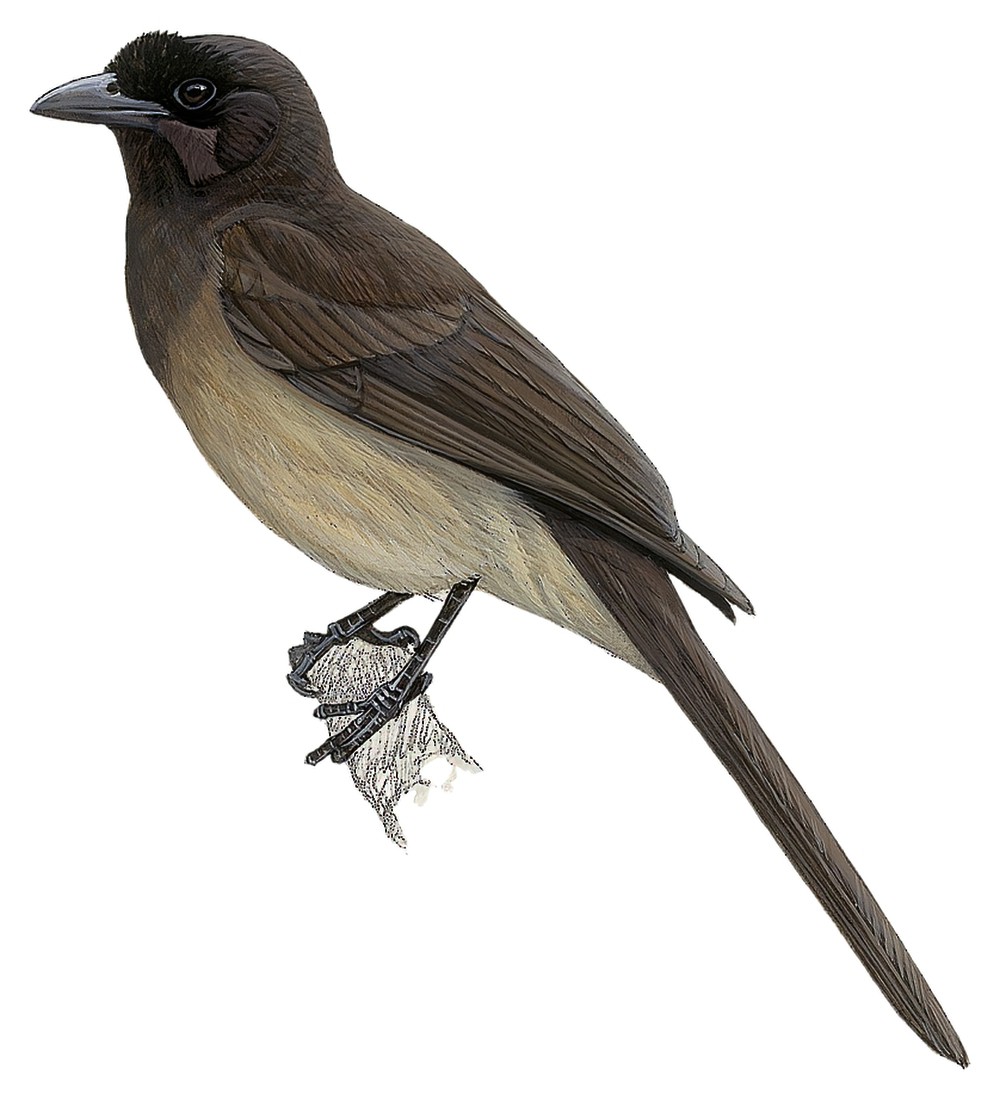 Brown Jay / Psilorhinus morio