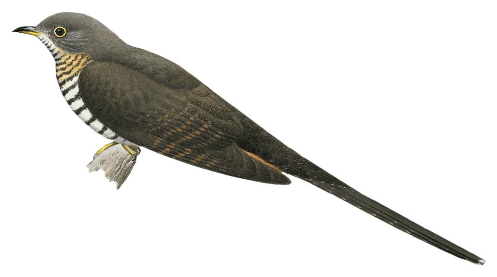 Dusky Long-tailed Cuckoo / Cercococcyx mechowi