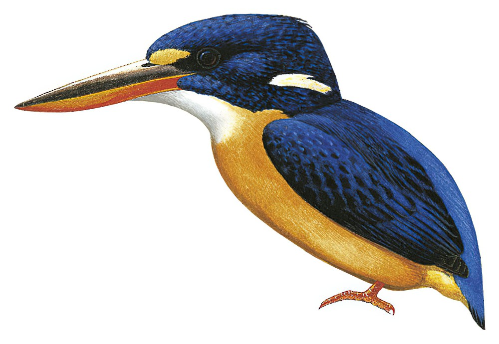 New Britain Dwarf-Kingfisher / Ceyx sacerdotis