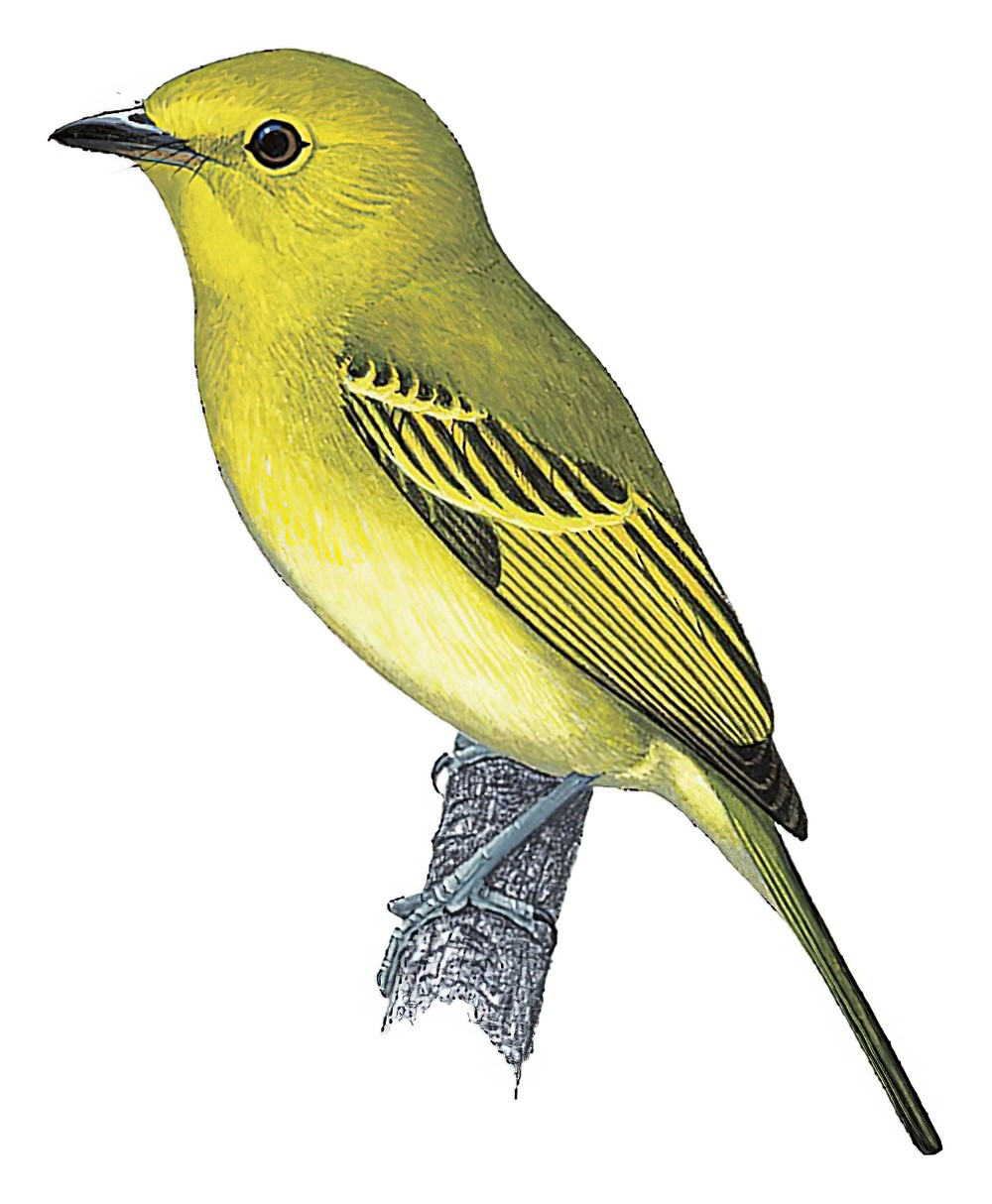 Yellow-breasted Flycatcher / Tolmomyias flaviventris