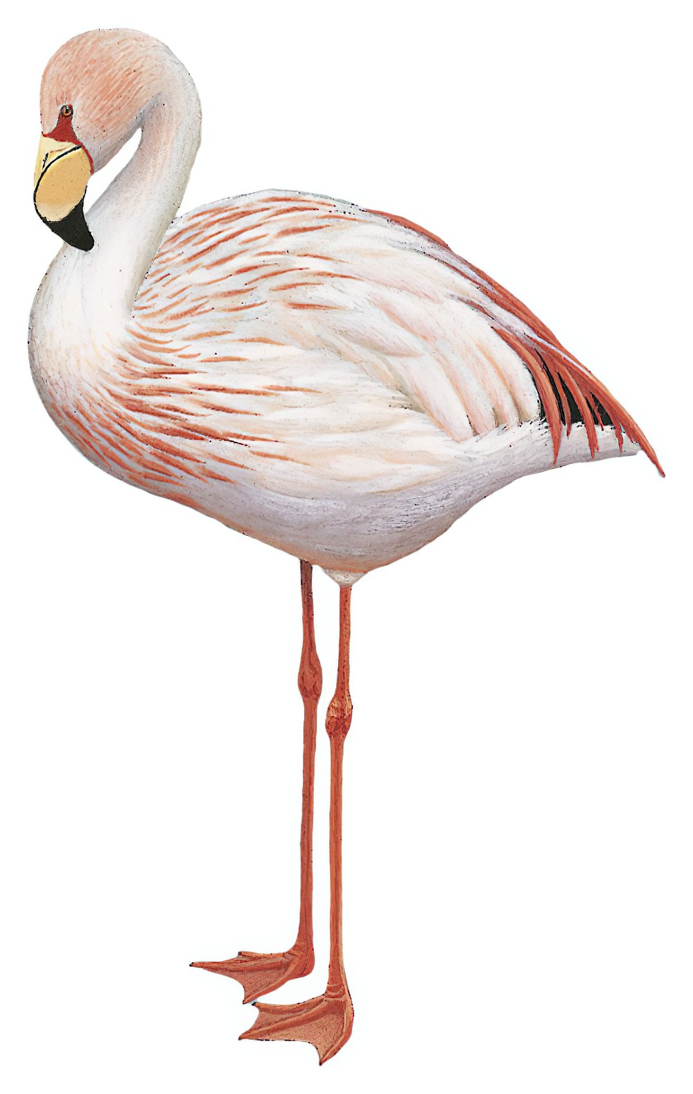 James\'s Flamingo / Phoenicoparrus jamesi
