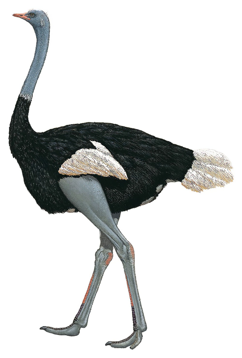 Somali Ostrich / Struthio molybdophanes