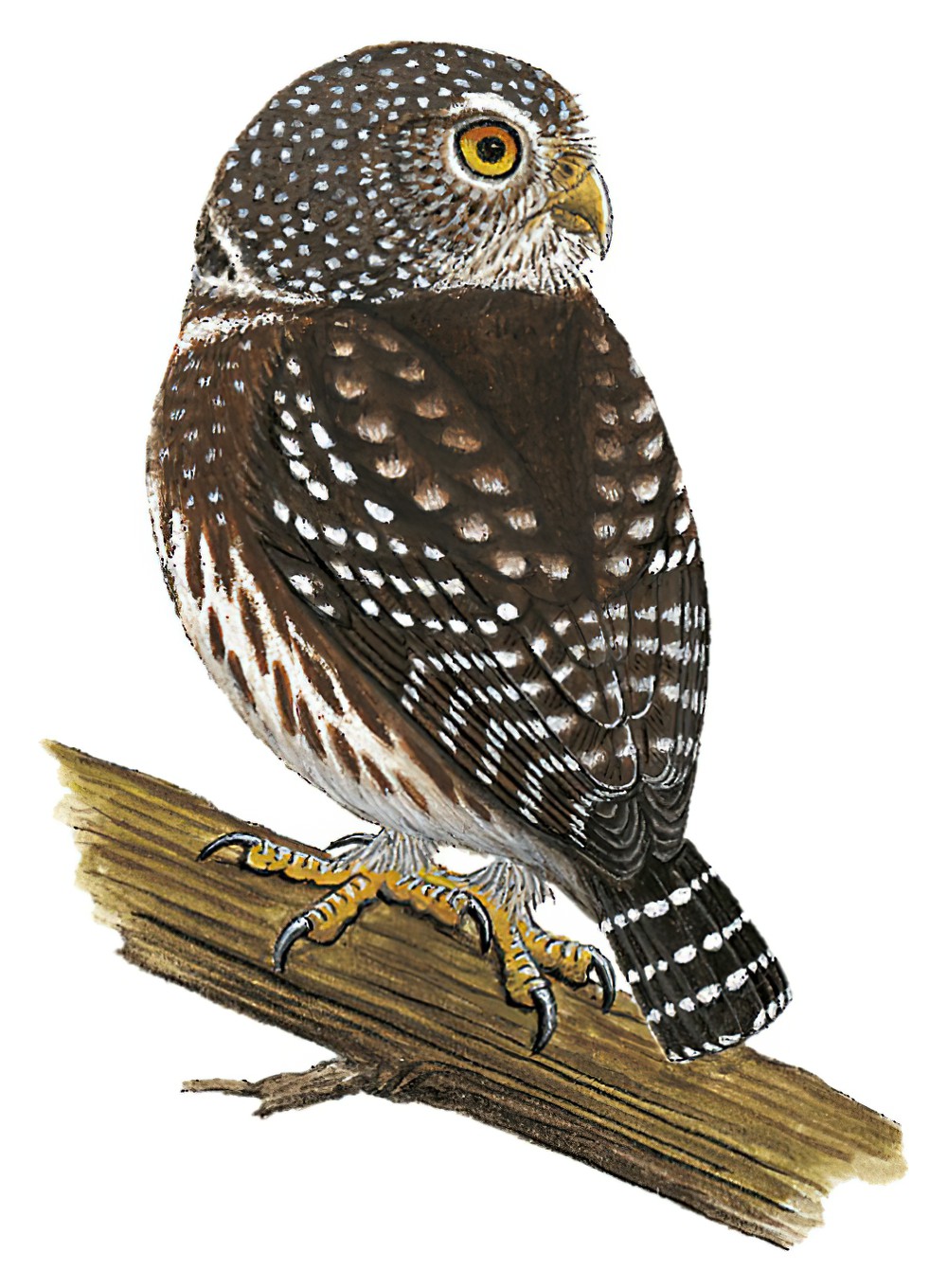 Subtropical Pygmy-Owl / Glaucidium parkeri