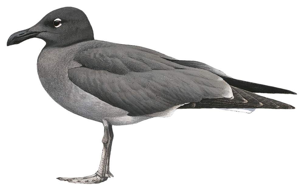 Lava Gull / Leucophaeus fuliginosus