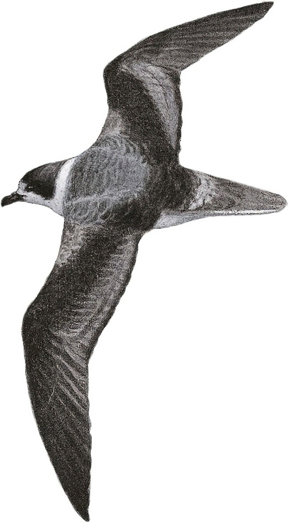 White-necked Petrel / Pterodroma cervicalis