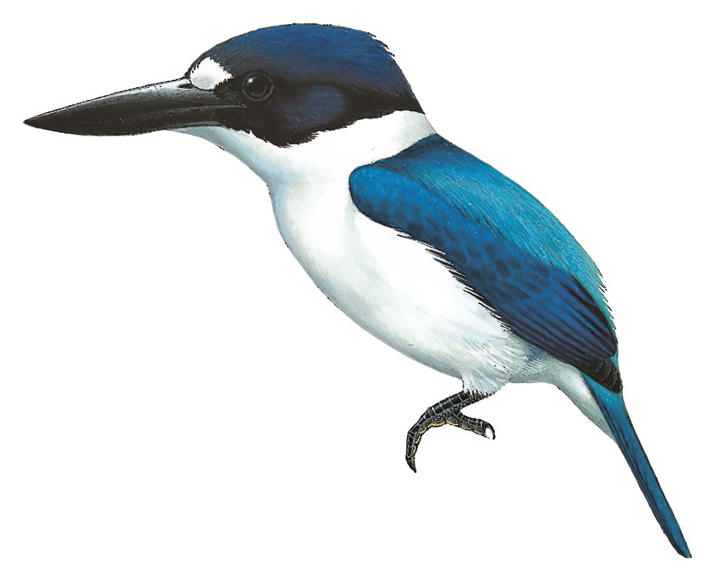 Blue-and-white Kingfisher / Todiramphus diops