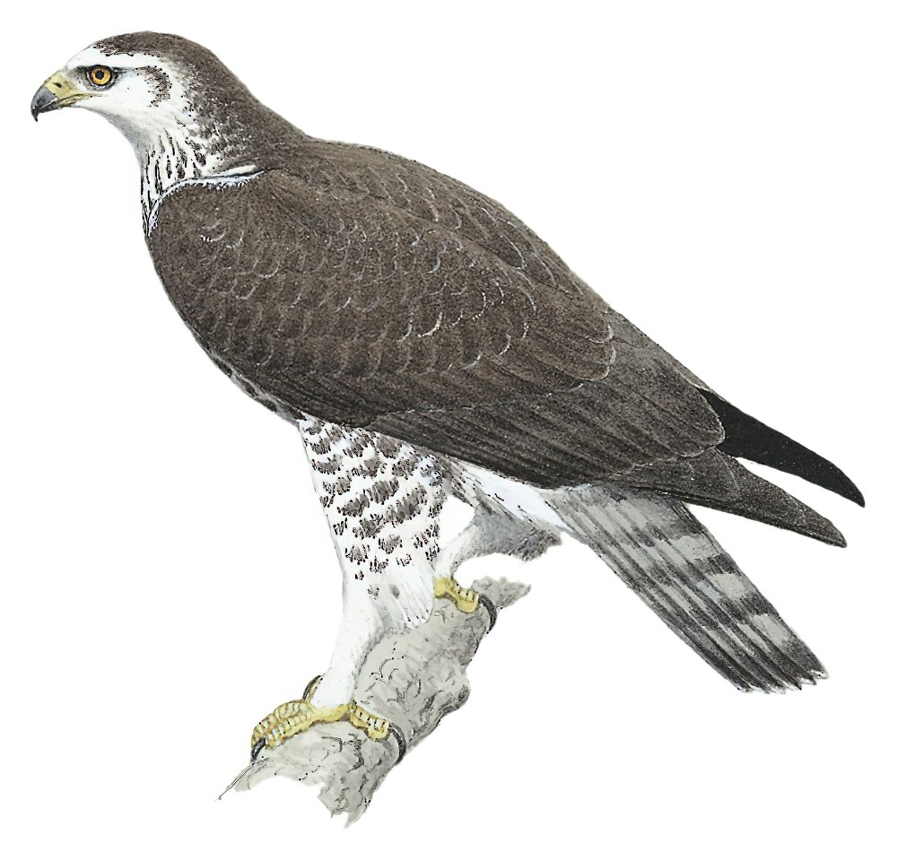 Ayres\'s Hawk-Eagle / Hieraaetus ayresii
