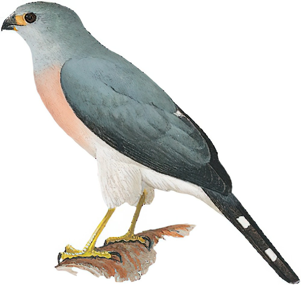 Spot-tailed Goshawk / Accipiter trinotatus