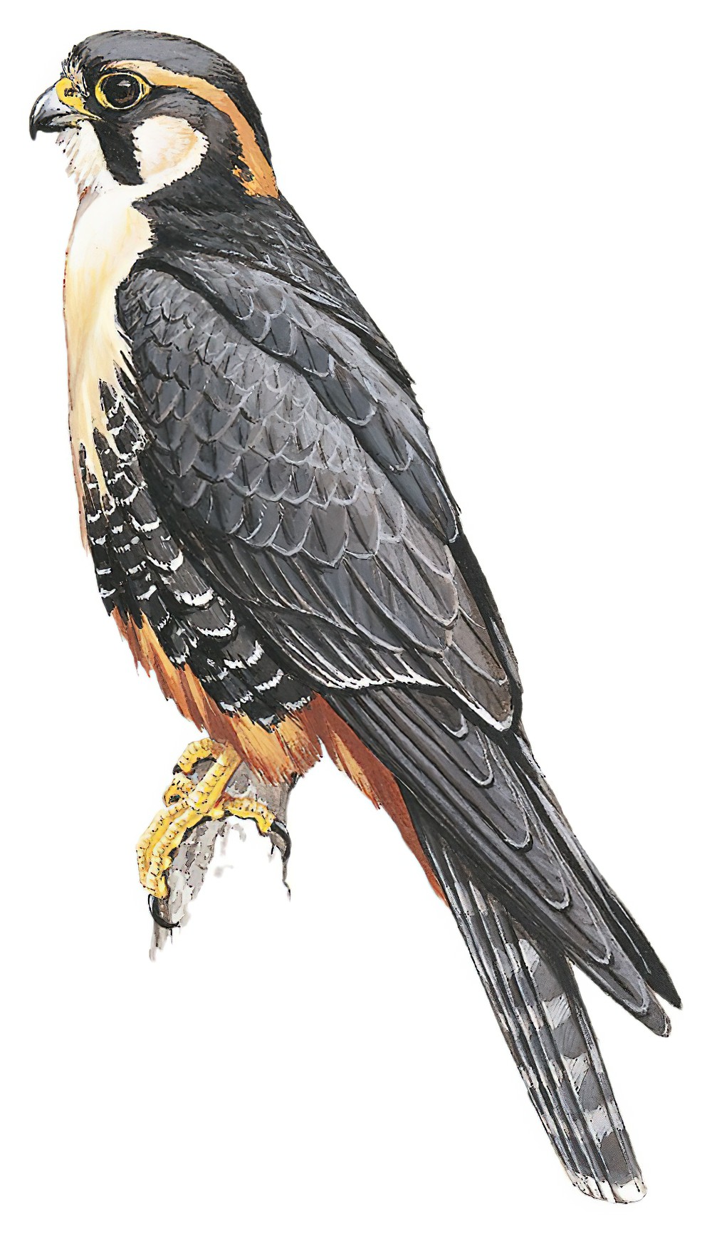 Aplomado Falcon / Falco femoralis