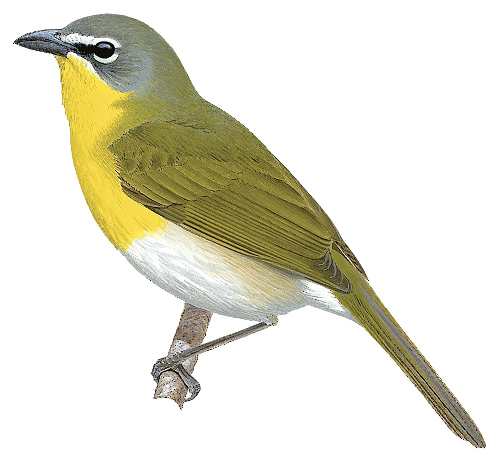 Yellow-breasted Chat / Icteria virens