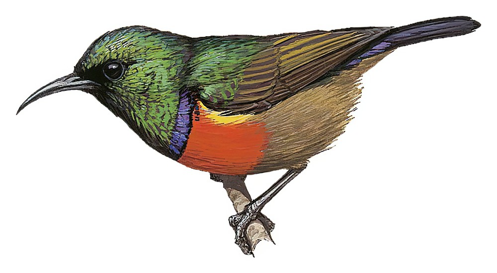Northern Double-collared Sunbird / Cinnyris reichenowi