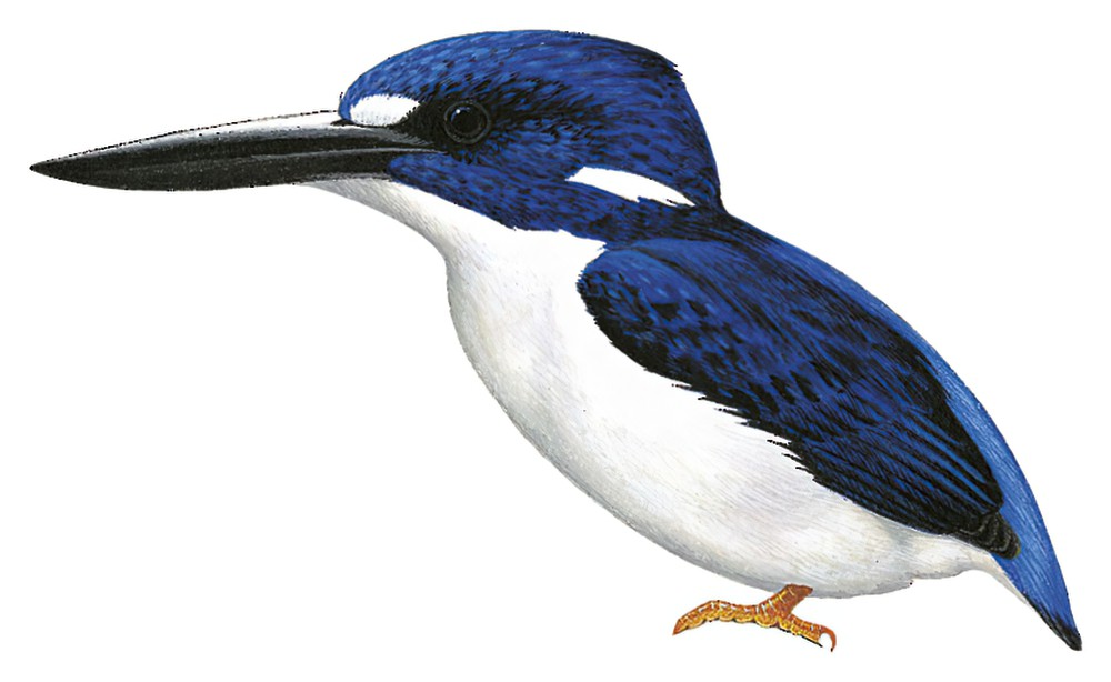 Makira Dwarf-Kingfisher / Ceyx gentianus