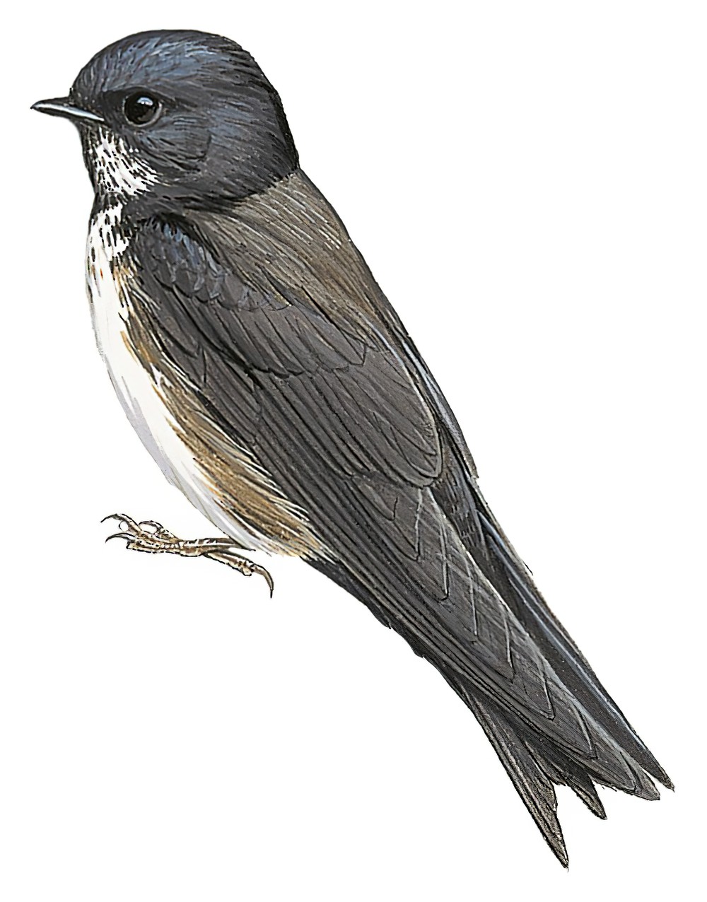 Black-capped Swallow / Atticora pileata