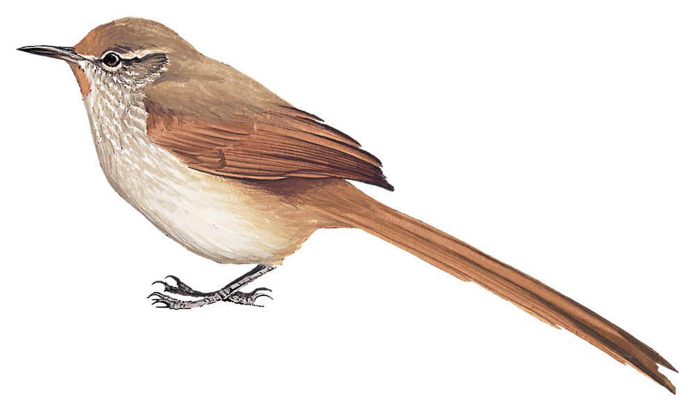 Rusty-fronted Canastero / Asthenes ottonis