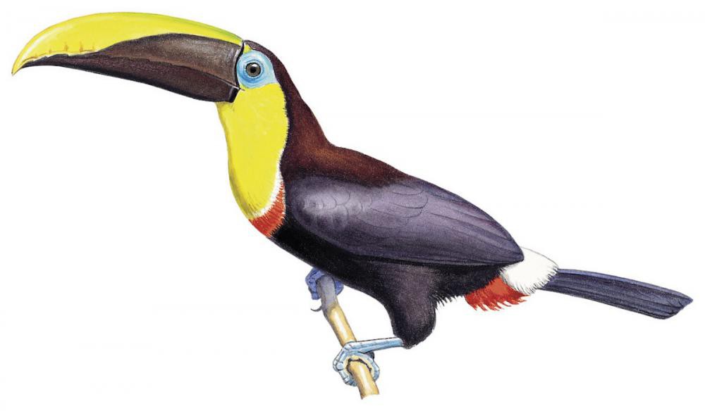 Yellow-throated Toucan / Ramphastos ambiguus