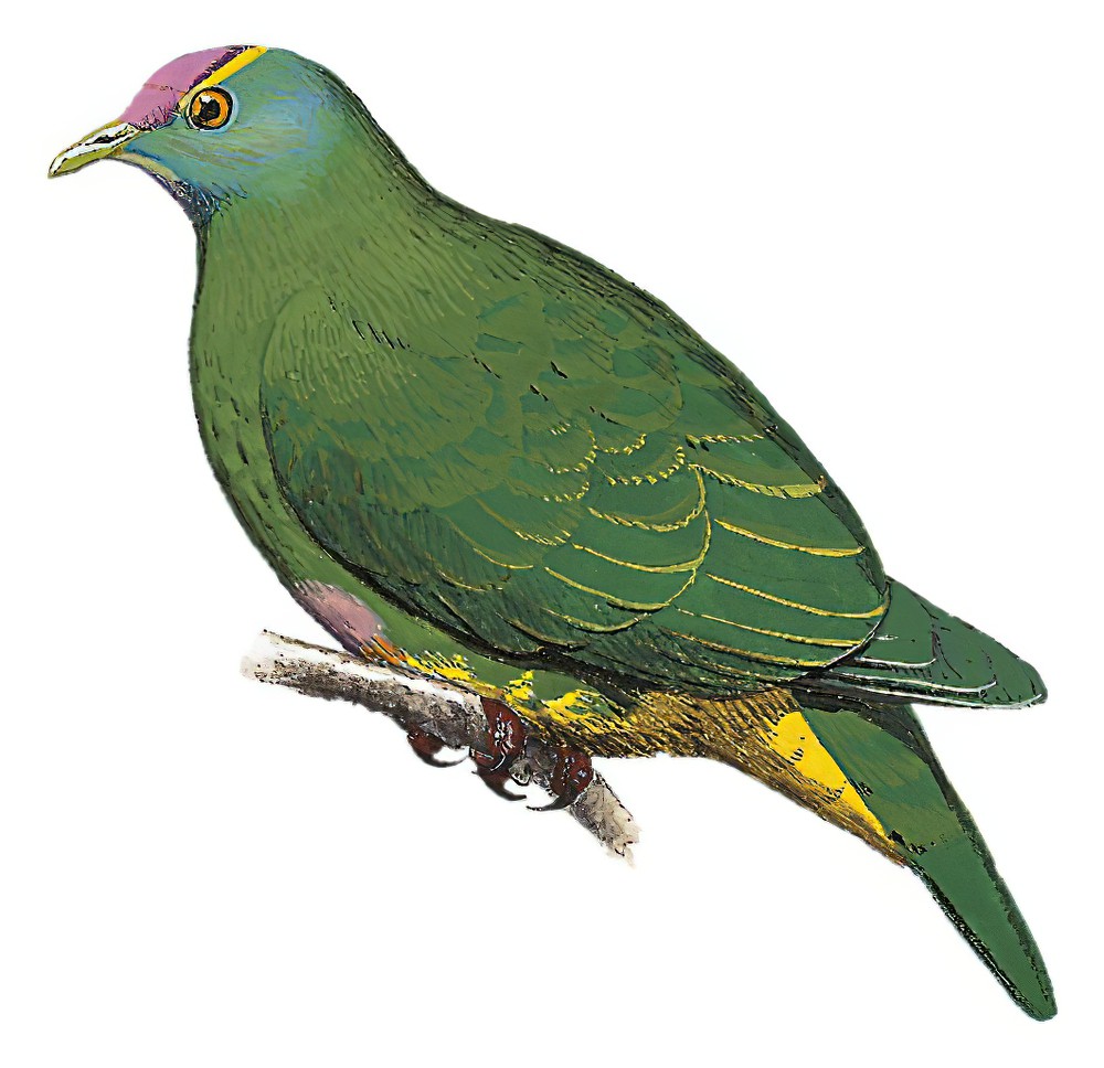 Coroneted Fruit-Dove / Ptilinopus coronulatus