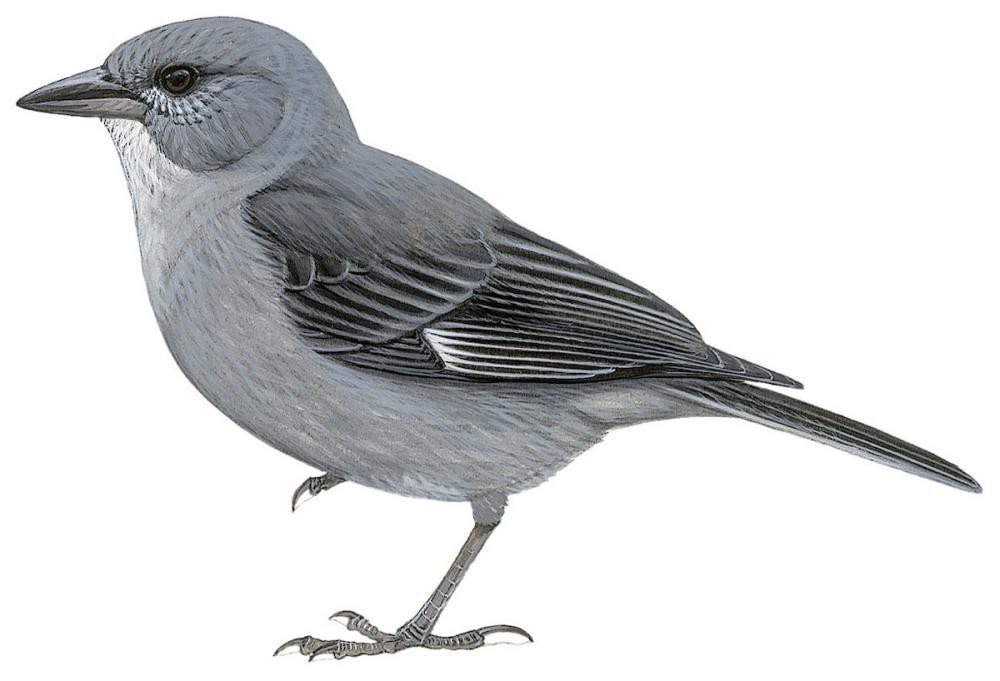Short-tailed Finch / Idiopsar brachyurus