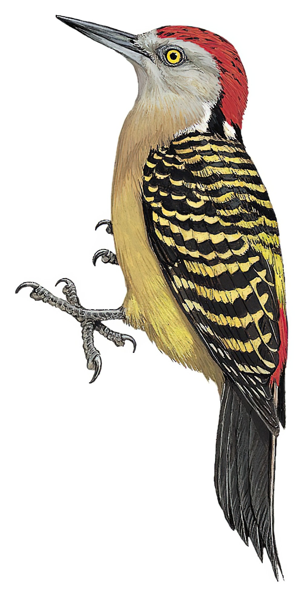 Hispaniolan Woodpecker / Melanerpes striatus