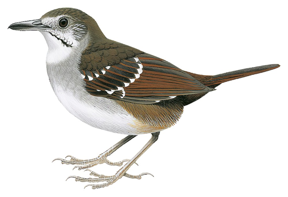 Bicol Ground-Warbler / Robsonius sorsogonensis