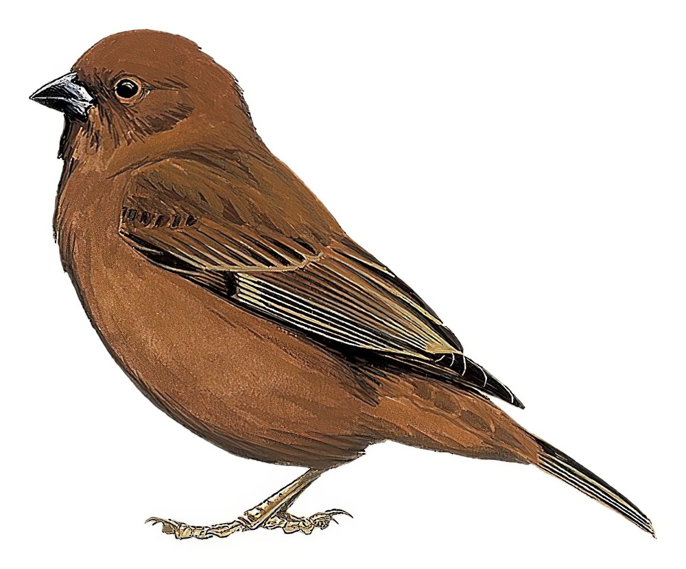Chestnut Sparrow / Passer eminibey