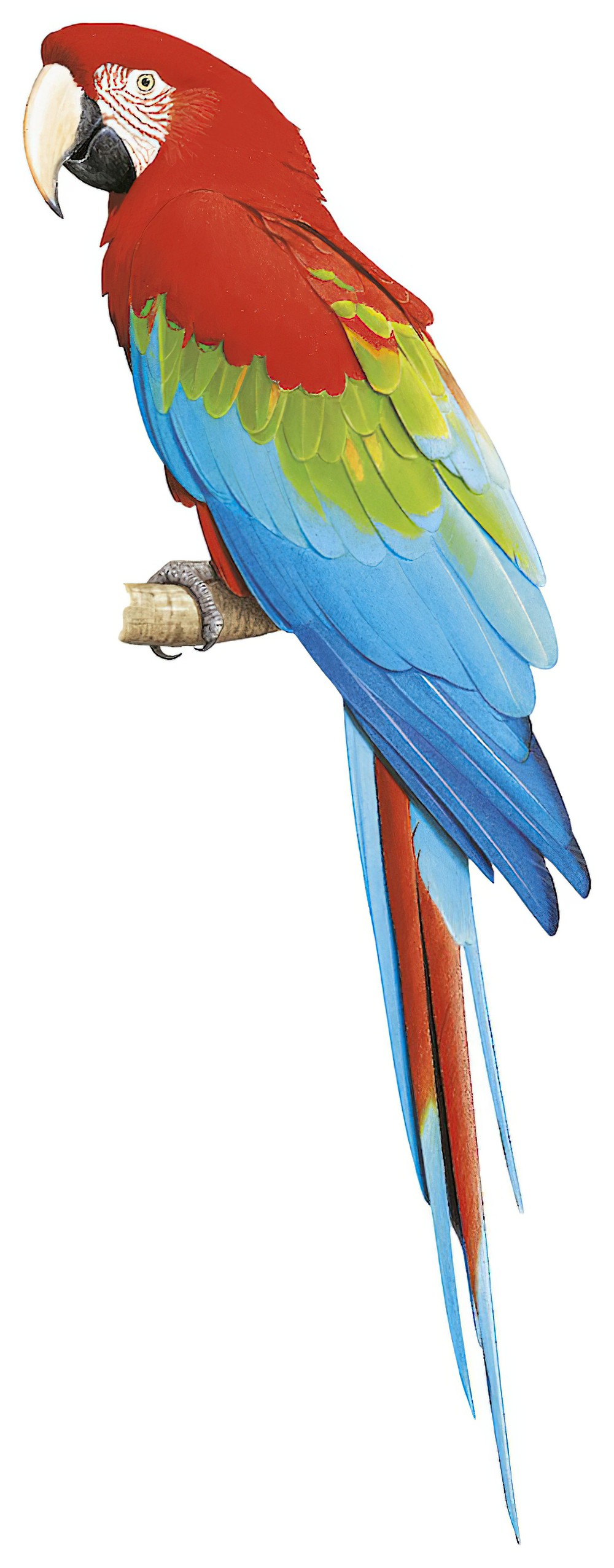 Red-and-green Macaw / Ara chloropterus