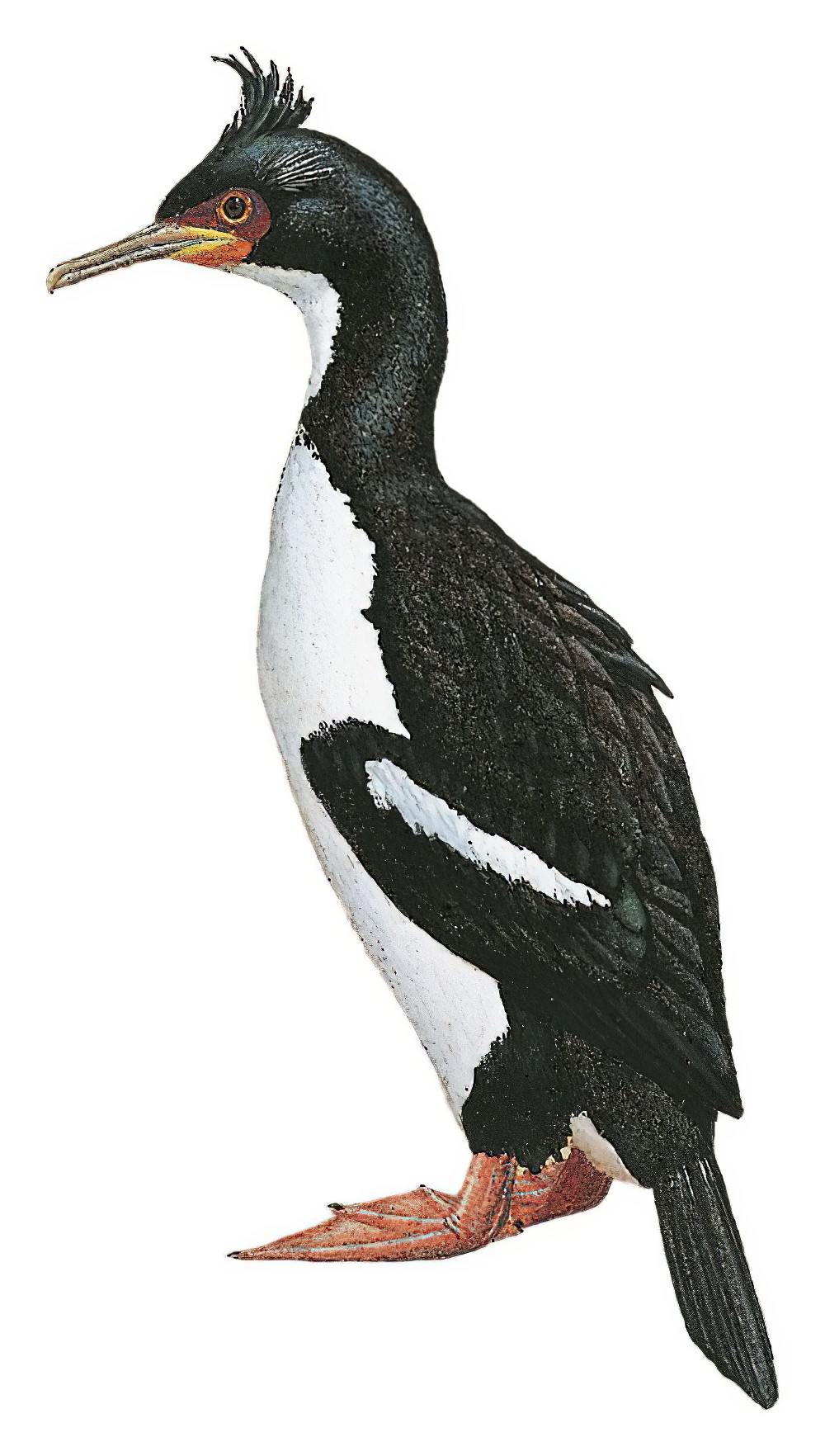 Auckland Islands Shag / Phalacrocorax colensoi