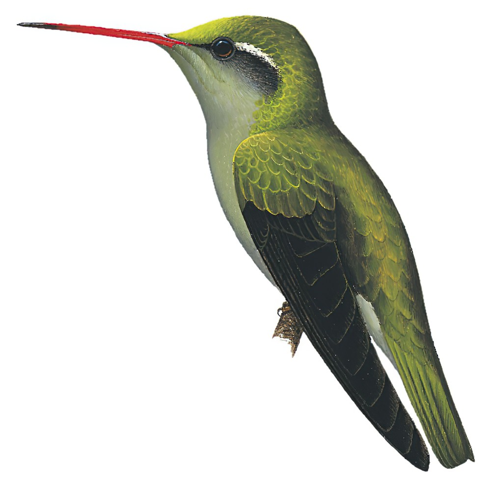 Dusky Hummingbird / Cynanthus sordidus