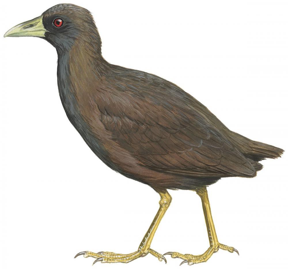 Talaud Bush-hen / Amaurornis magnirostris
