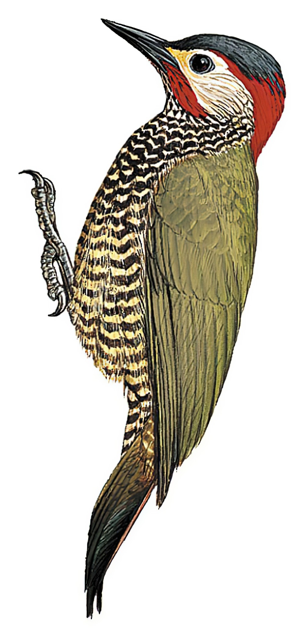 Golden-olive Woodpecker / Colaptes rubiginosus